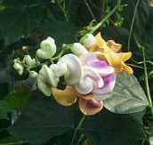 Corkscrew Flower, Shell Vine, Caracalla Vine, Snail Vine, Vigna caracalla, Phaseolus caracalla, Cochliasanthus caracalla